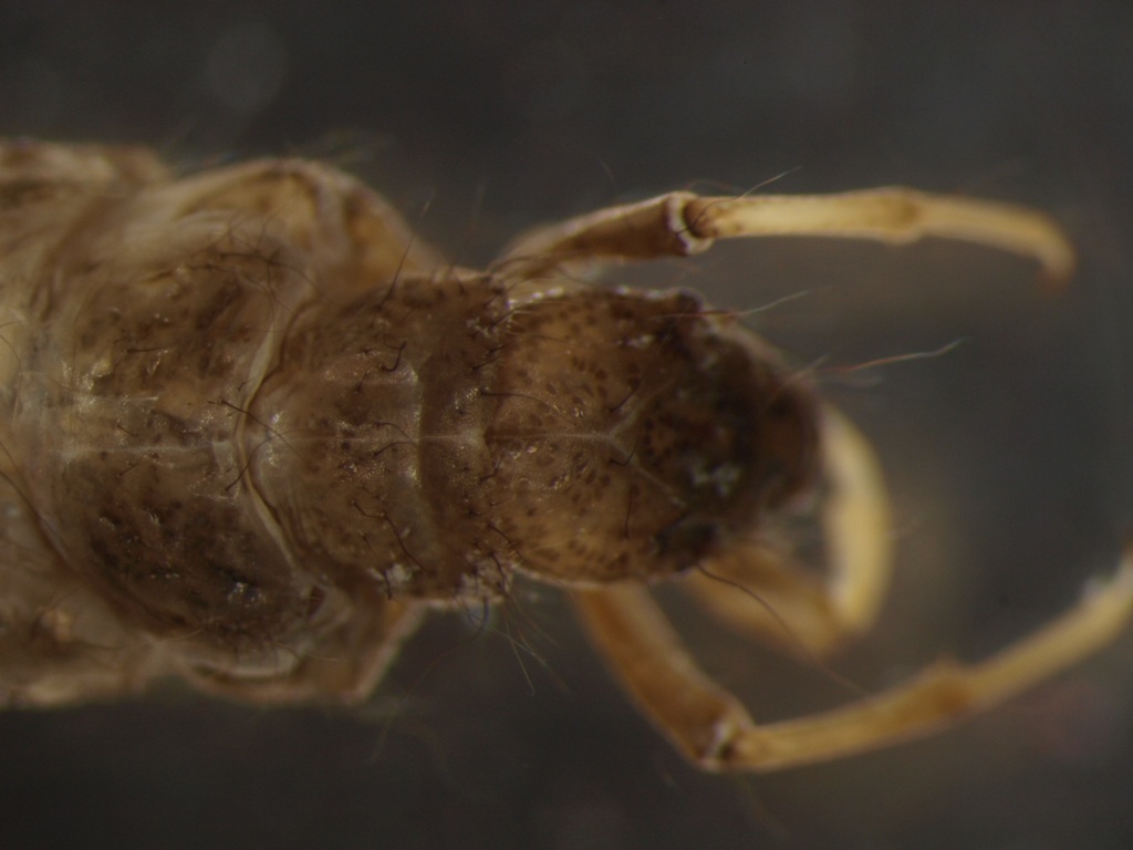 Anabolia brevipennis